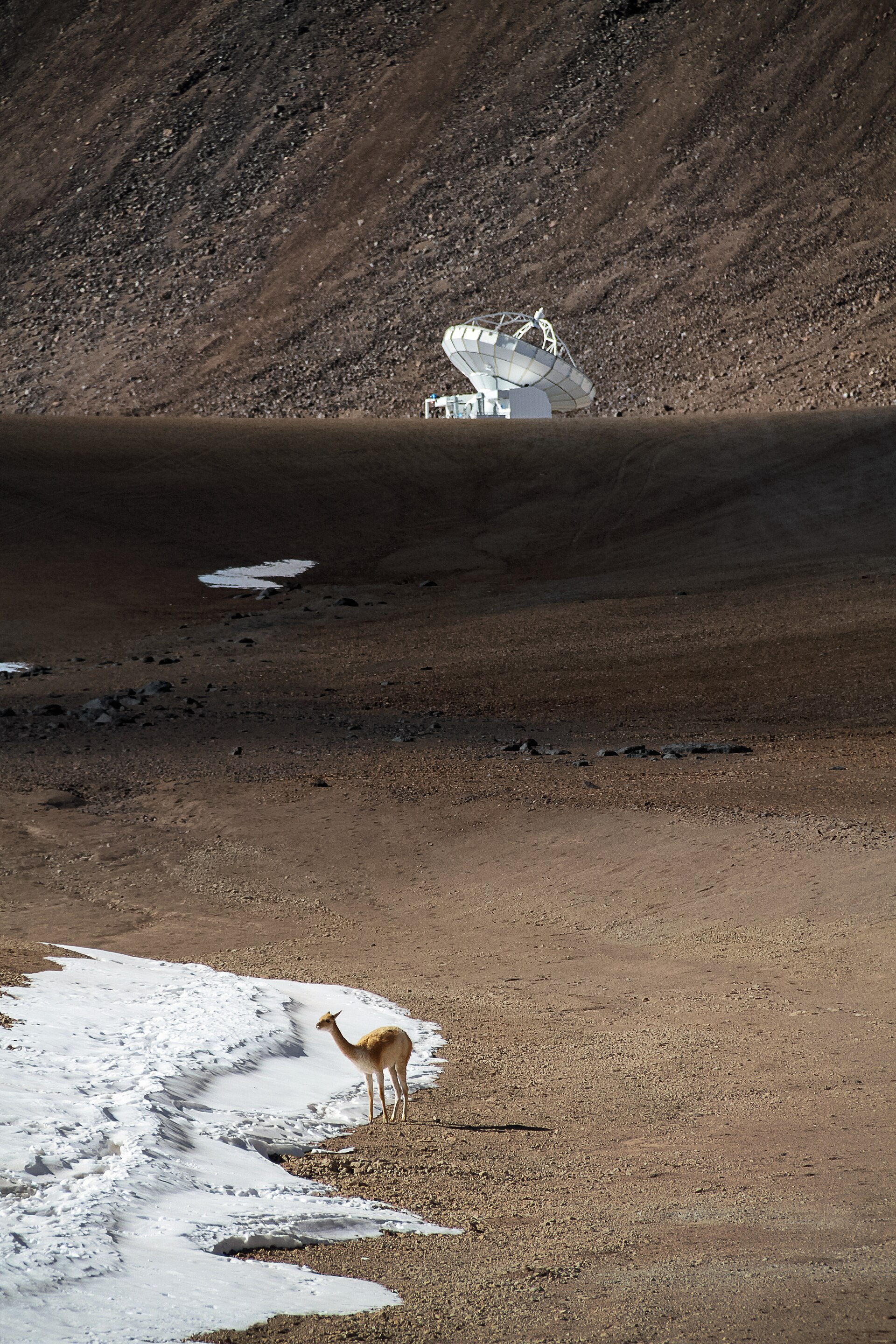 High upon the Chajnantor Plateau, a solitary vicuña — a relative of llamas, alpacas and camels — stands before the APEX antenna. Both the animal and the antenna are well-equipped to handle the harshness of their remote and arid environment. At Chajnantor, some 5000 metres above sea level, temperatures can get fairly warm during the day, thanks to the intense sunlight beaming through the thin atmosphere. However, at night, the mercury plunges. Engineers built the antenna of APEX to withstand the