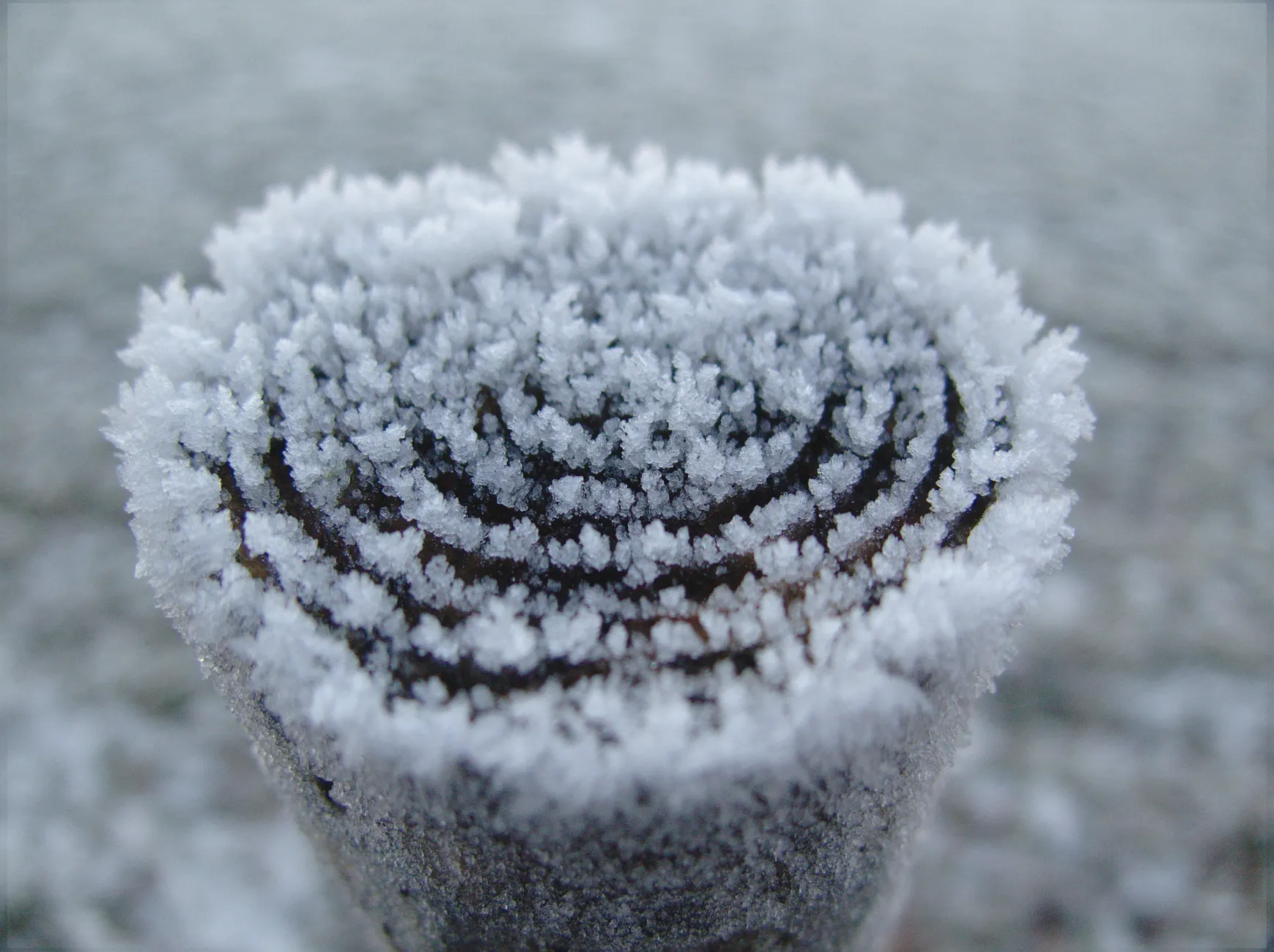 Foto macro detalhada de um caule de planta congelado no inverno com cristais de gelo.