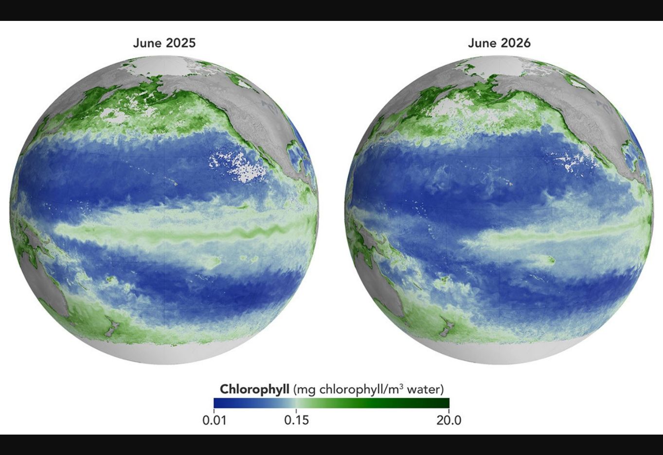 Comparação da concentração de clorofila no Pacífico em junho de 2025 e junho de 2026. Crédito: NASA Earth Observatory/Michala Garrison, com dados do PACE.